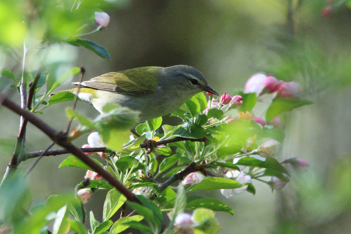 Tennessee Warbler - Victor Lamoureux