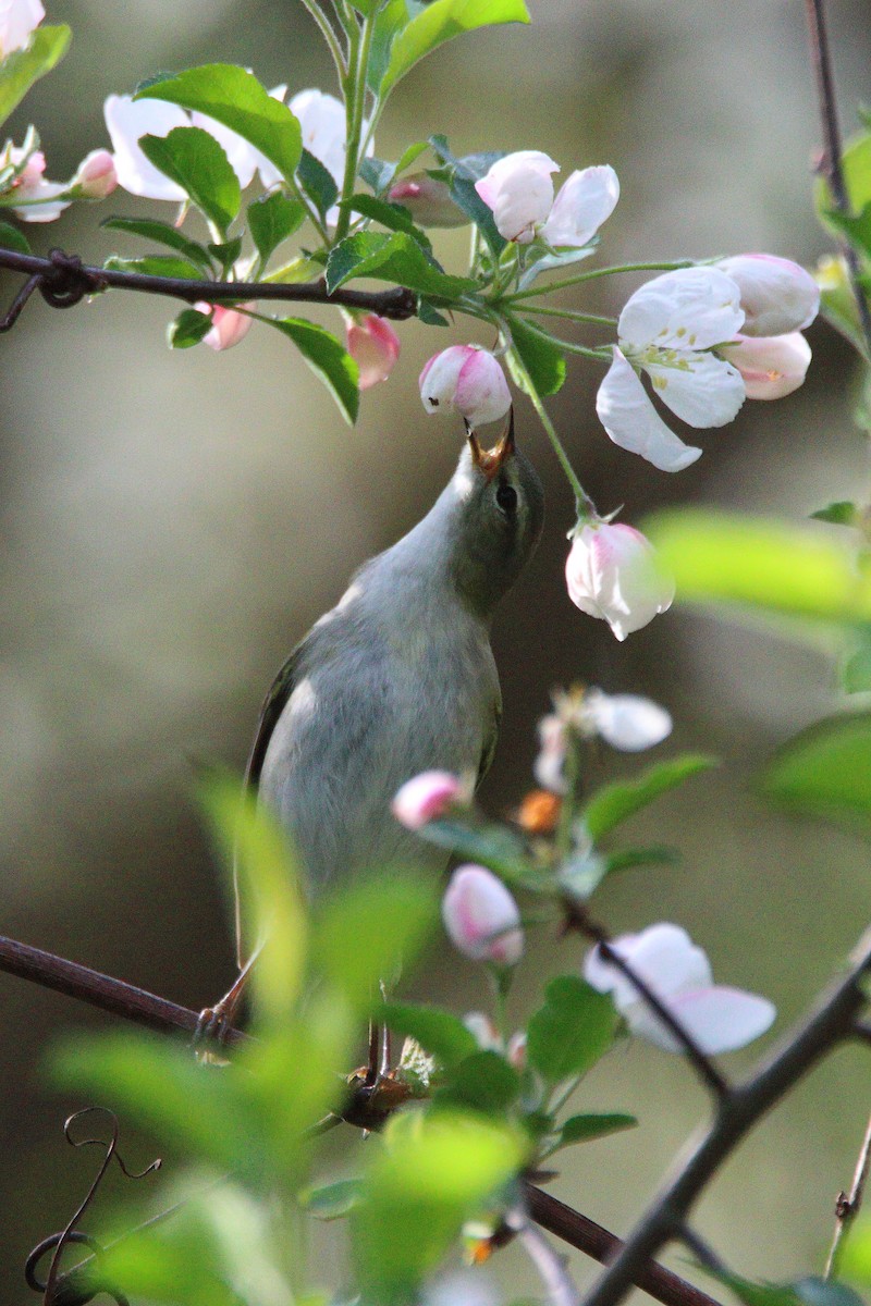 Tennessee Warbler - Victor Lamoureux