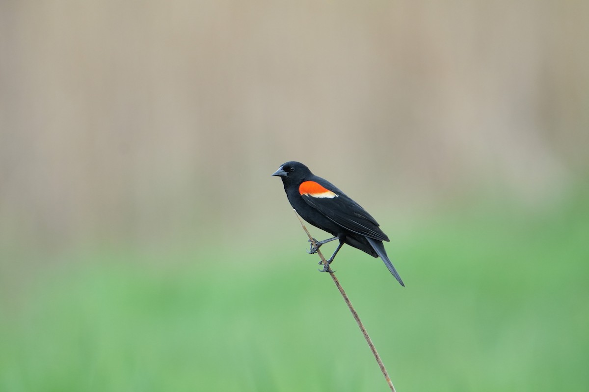Red-winged Blackbird - ML618446637