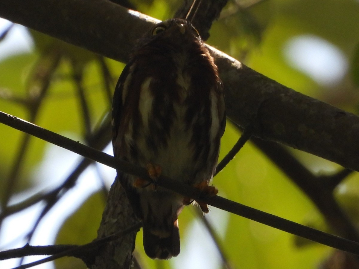 Central American Pygmy-Owl - ML618446676