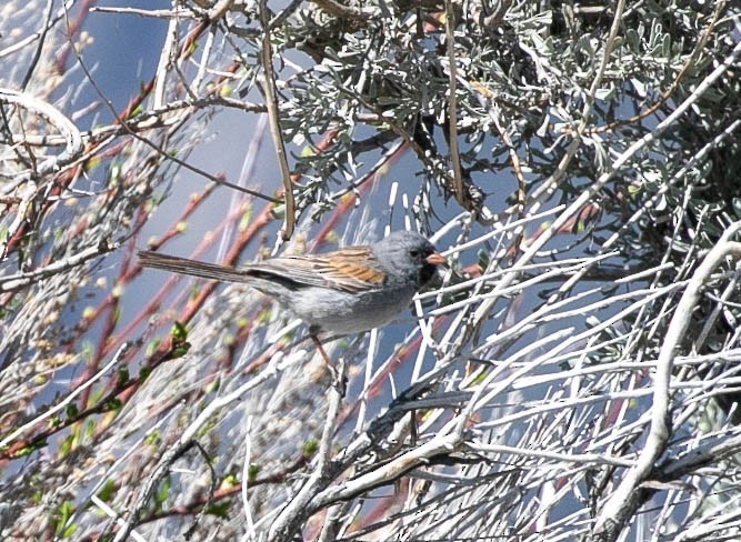 Black-chinned Sparrow - ML618446684