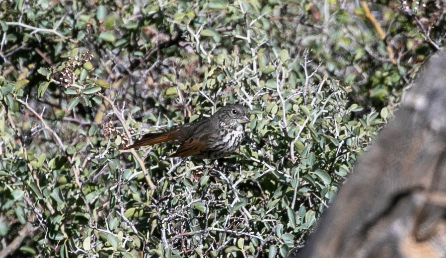 Fox Sparrow (Thick-billed) - ML618446714