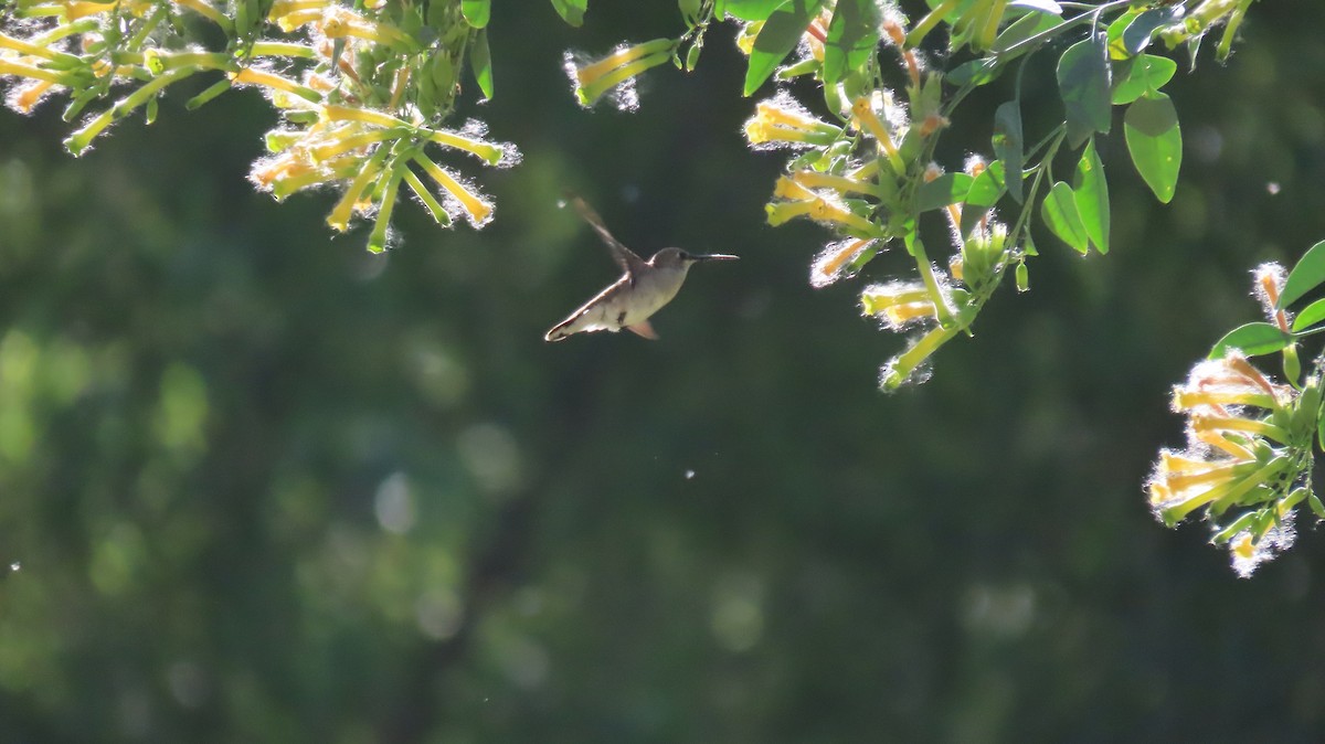 Black-chinned Hummingbird - ML618446739