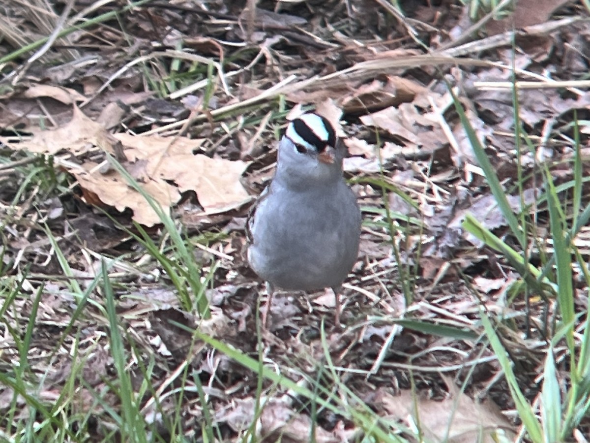 White-crowned Sparrow - ML618446756