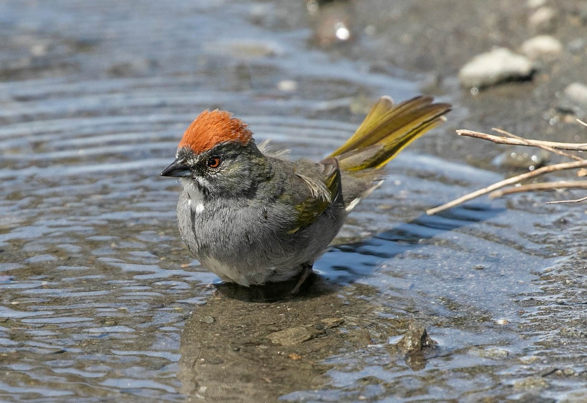 Green-tailed Towhee - Larry Schmahl