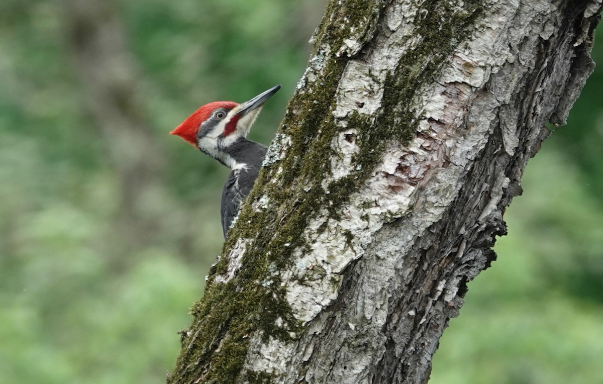 Pileated Woodpecker - Barbara Bennett