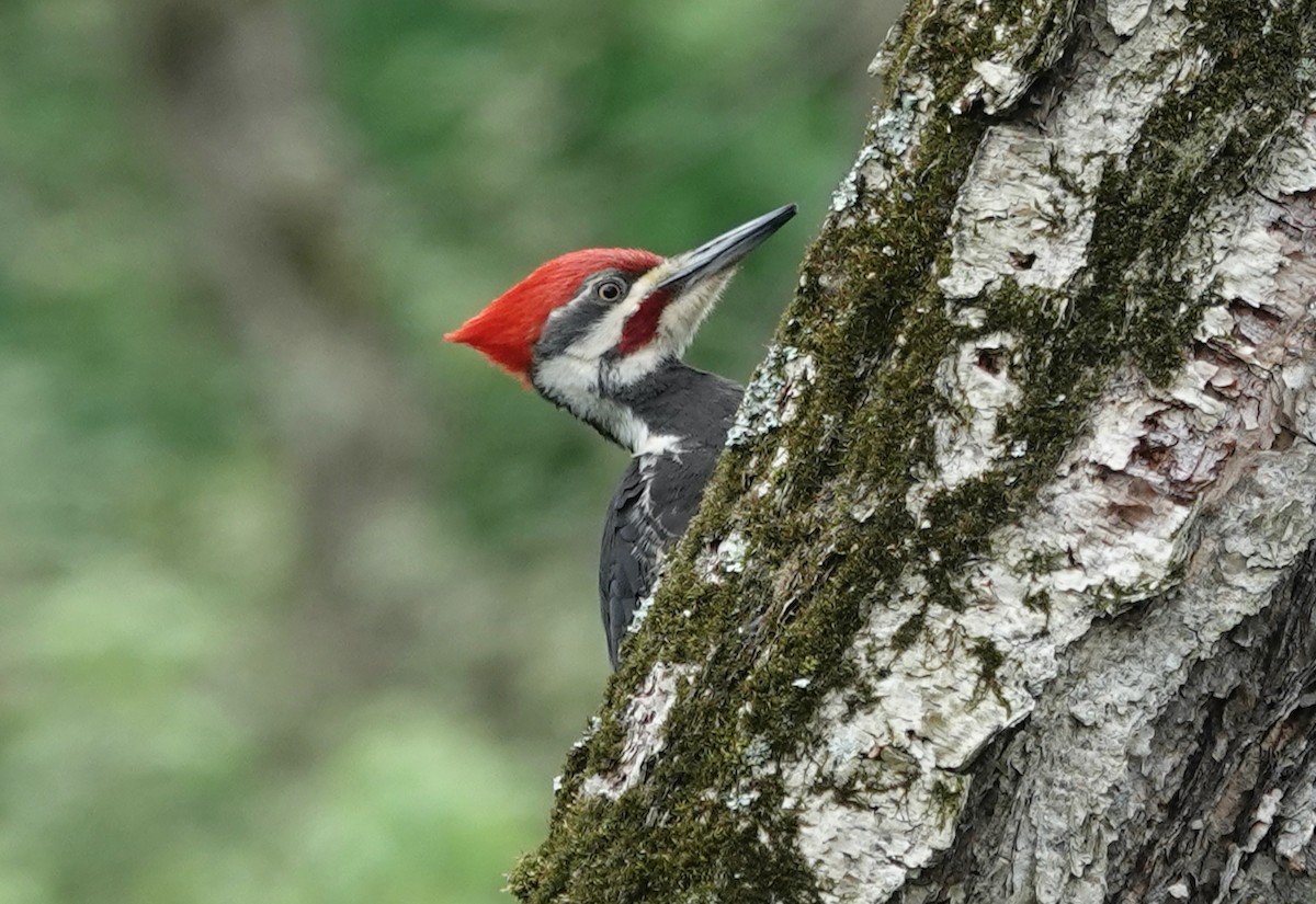 Pileated Woodpecker - ML618446796