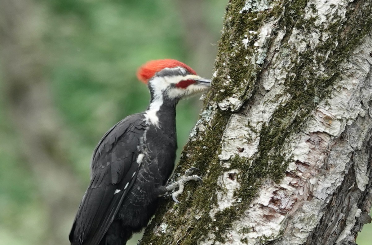 Pileated Woodpecker - ML618446798