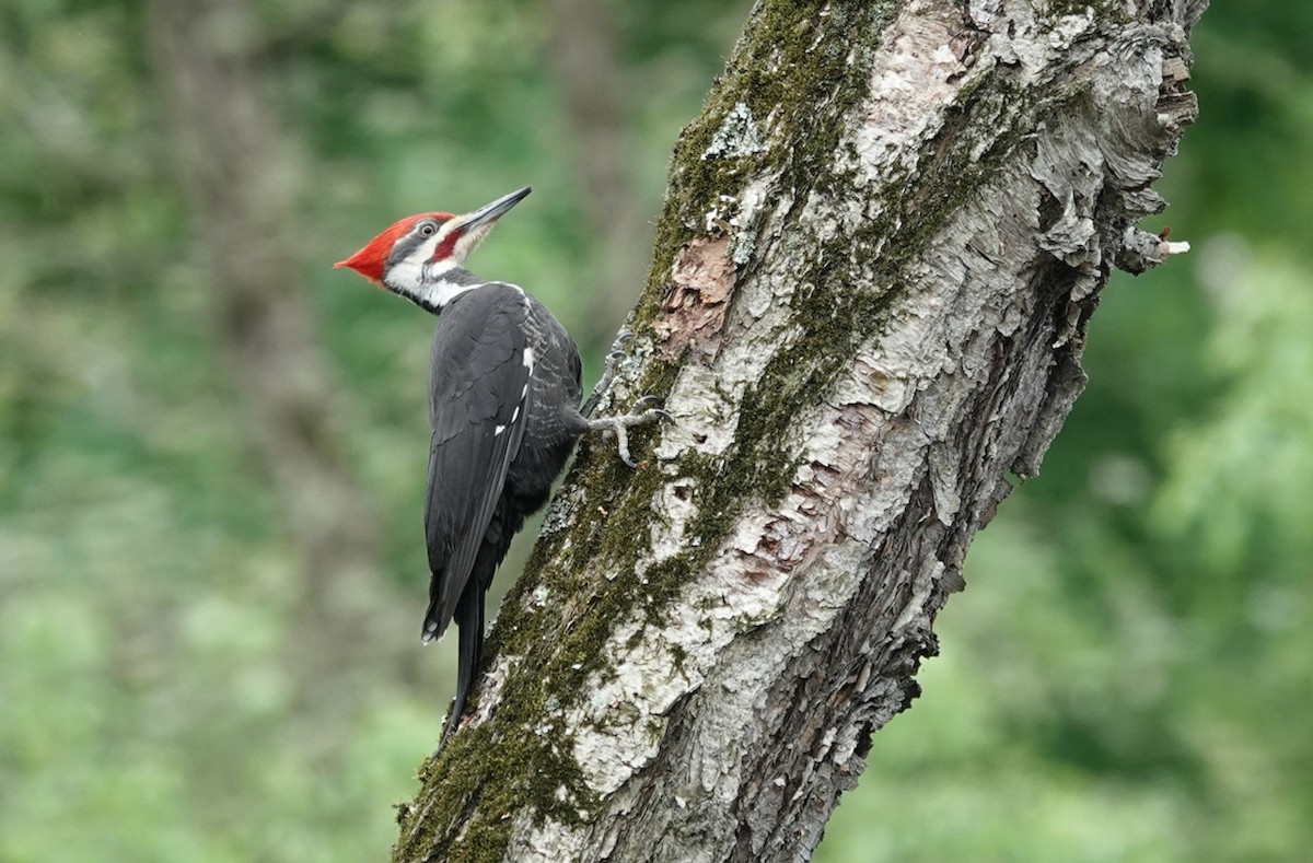Pileated Woodpecker - ML618446799