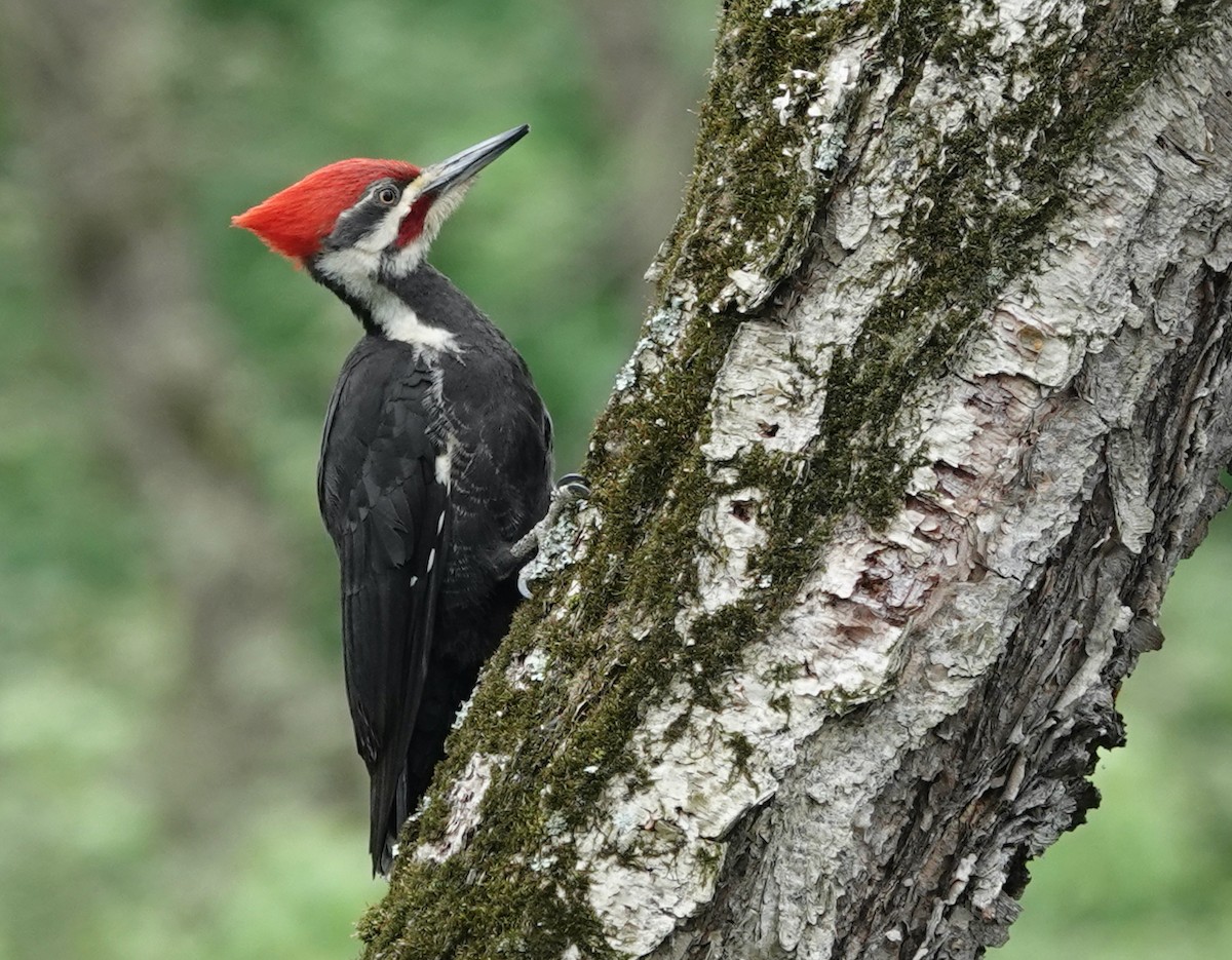 Pileated Woodpecker - ML618446800