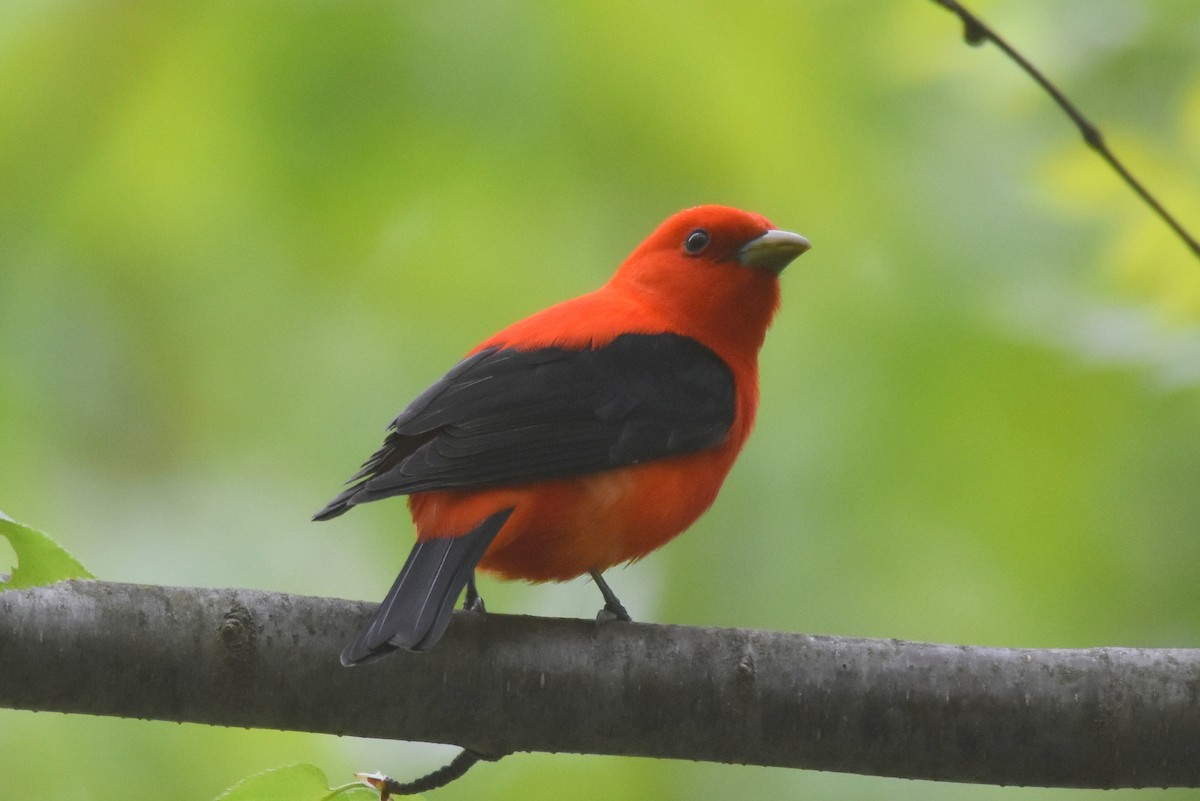 Scarlet Tanager - ML618446828