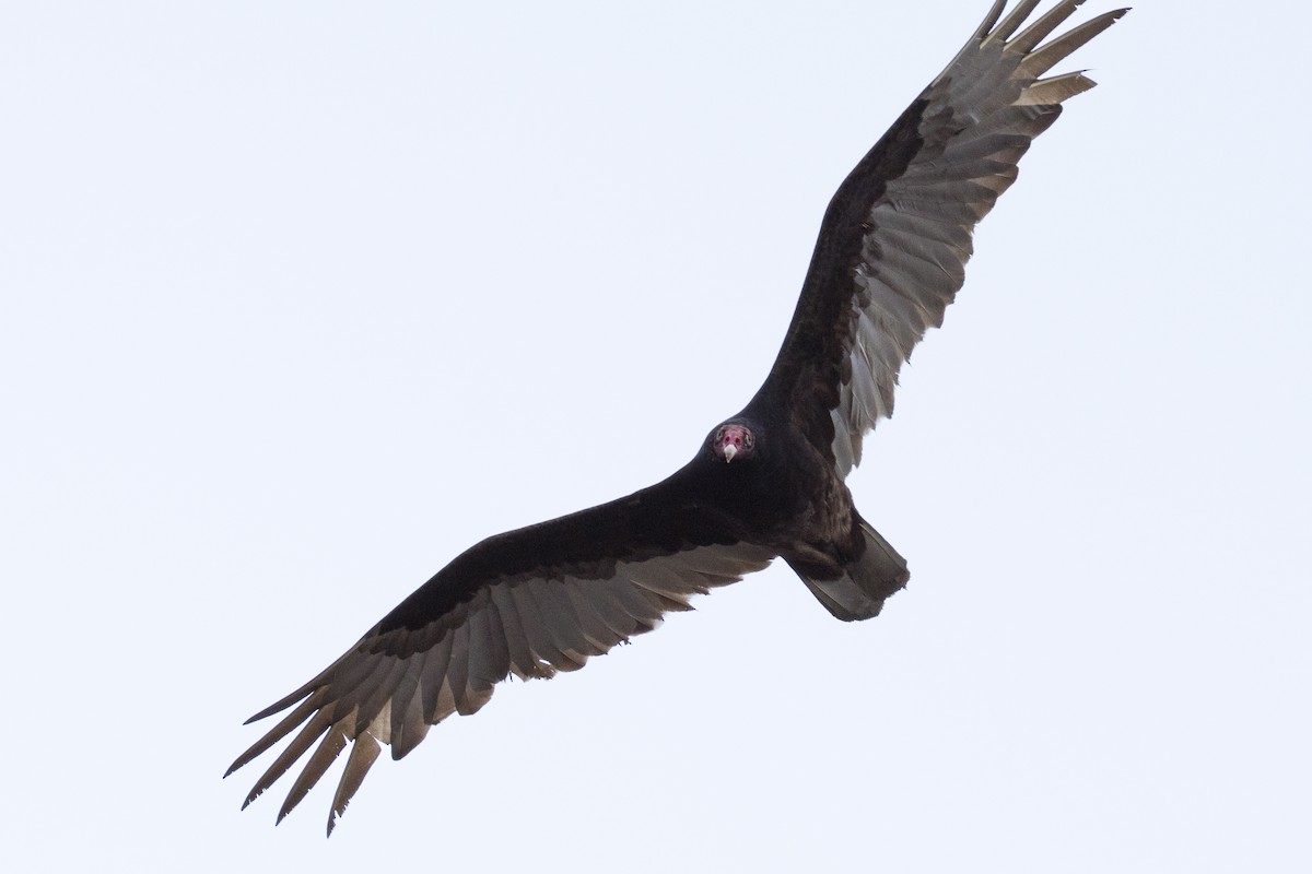Turkey Vulture - ML618446857