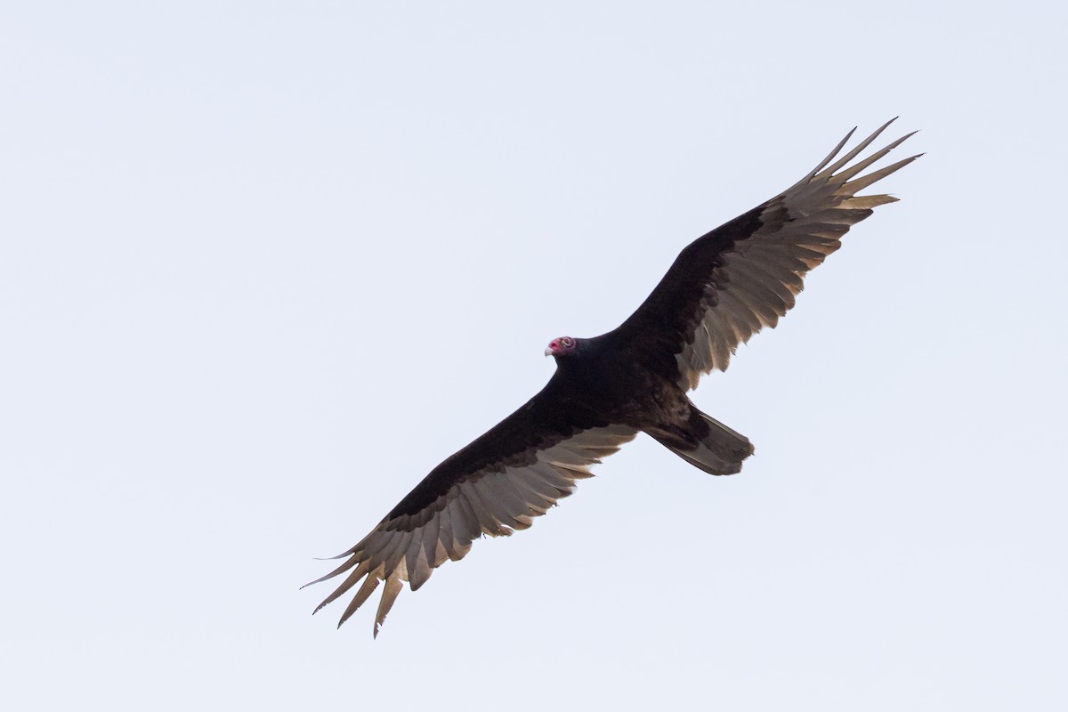 Turkey Vulture - ML618446858