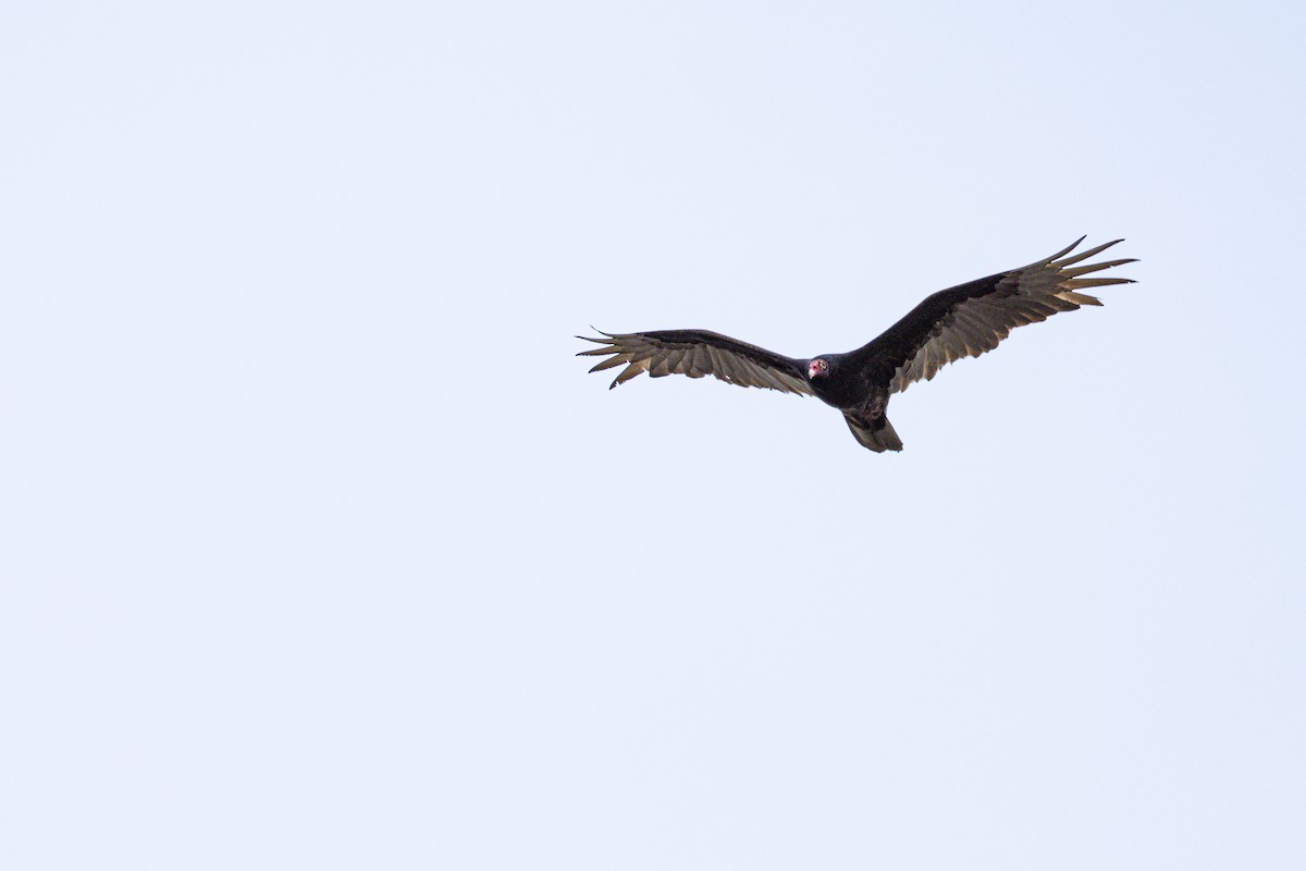 Turkey Vulture - ML618446861