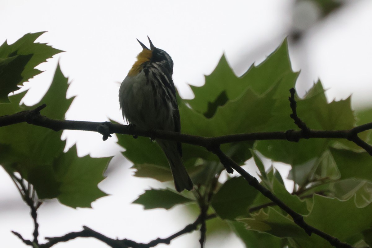Yellow-throated Warbler - ML618446863