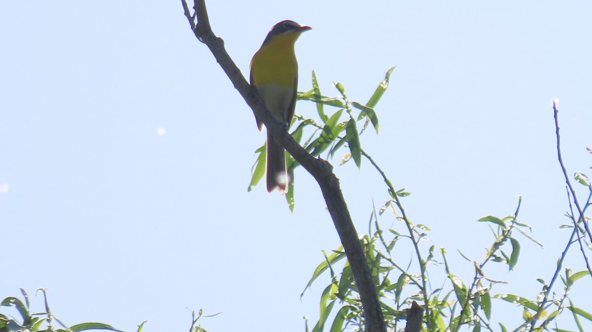 Yellow-breasted Chat - ML618446881