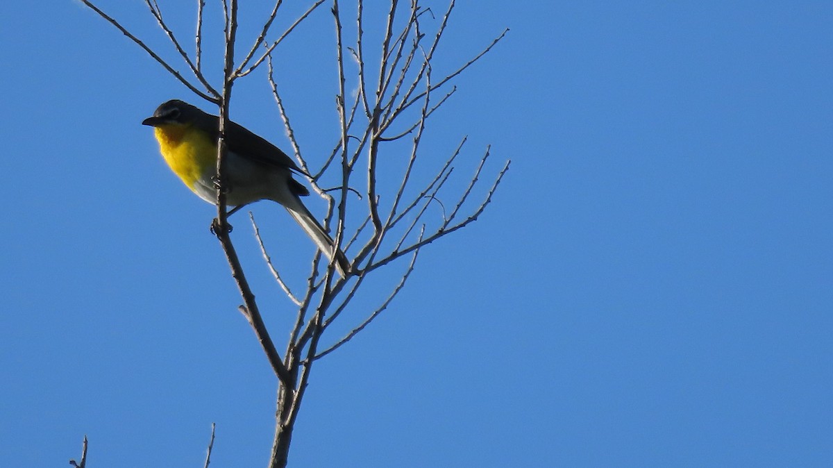 Yellow-breasted Chat - ML618446882