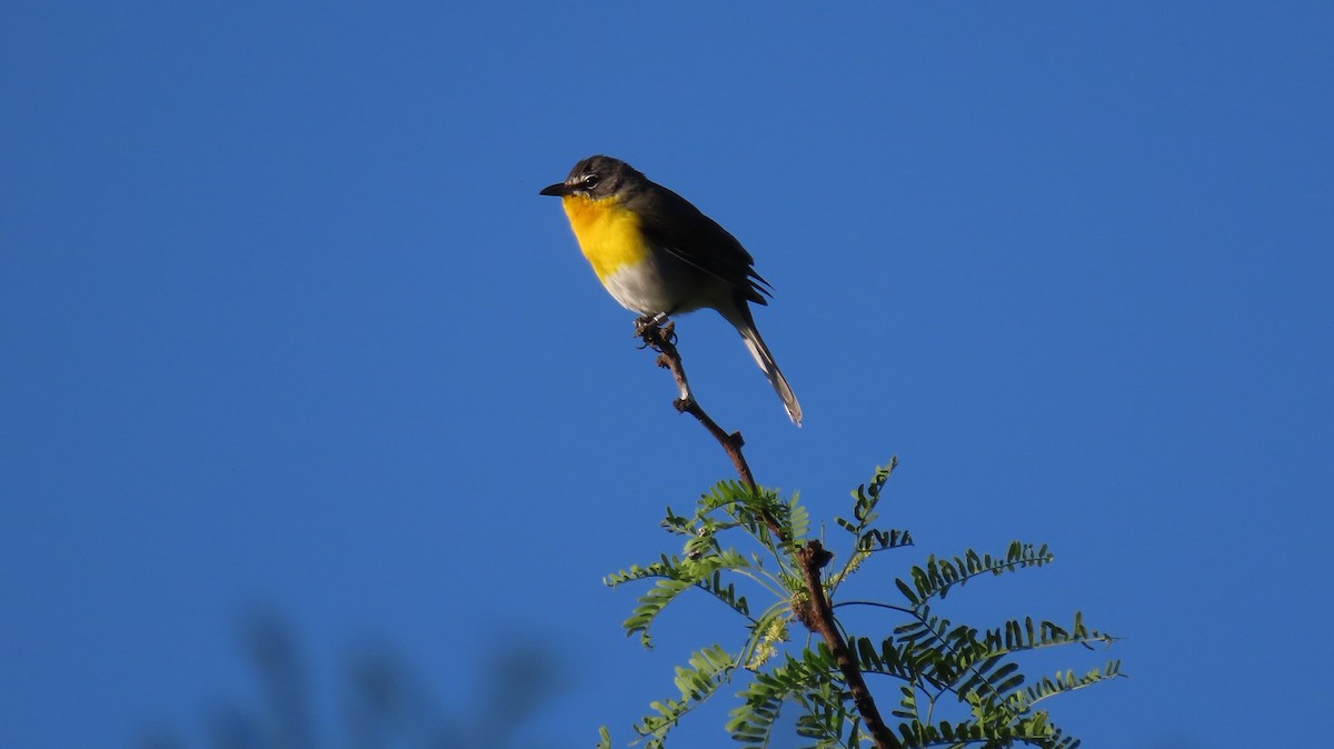 Yellow-breasted Chat - Anne (Webster) Leight