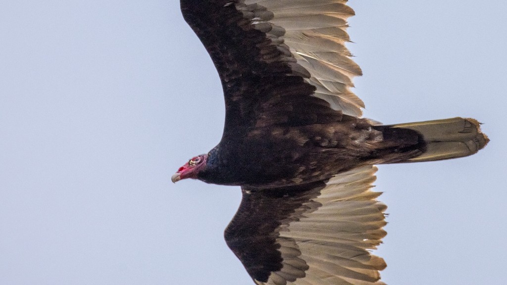 Turkey Vulture - ML618446976