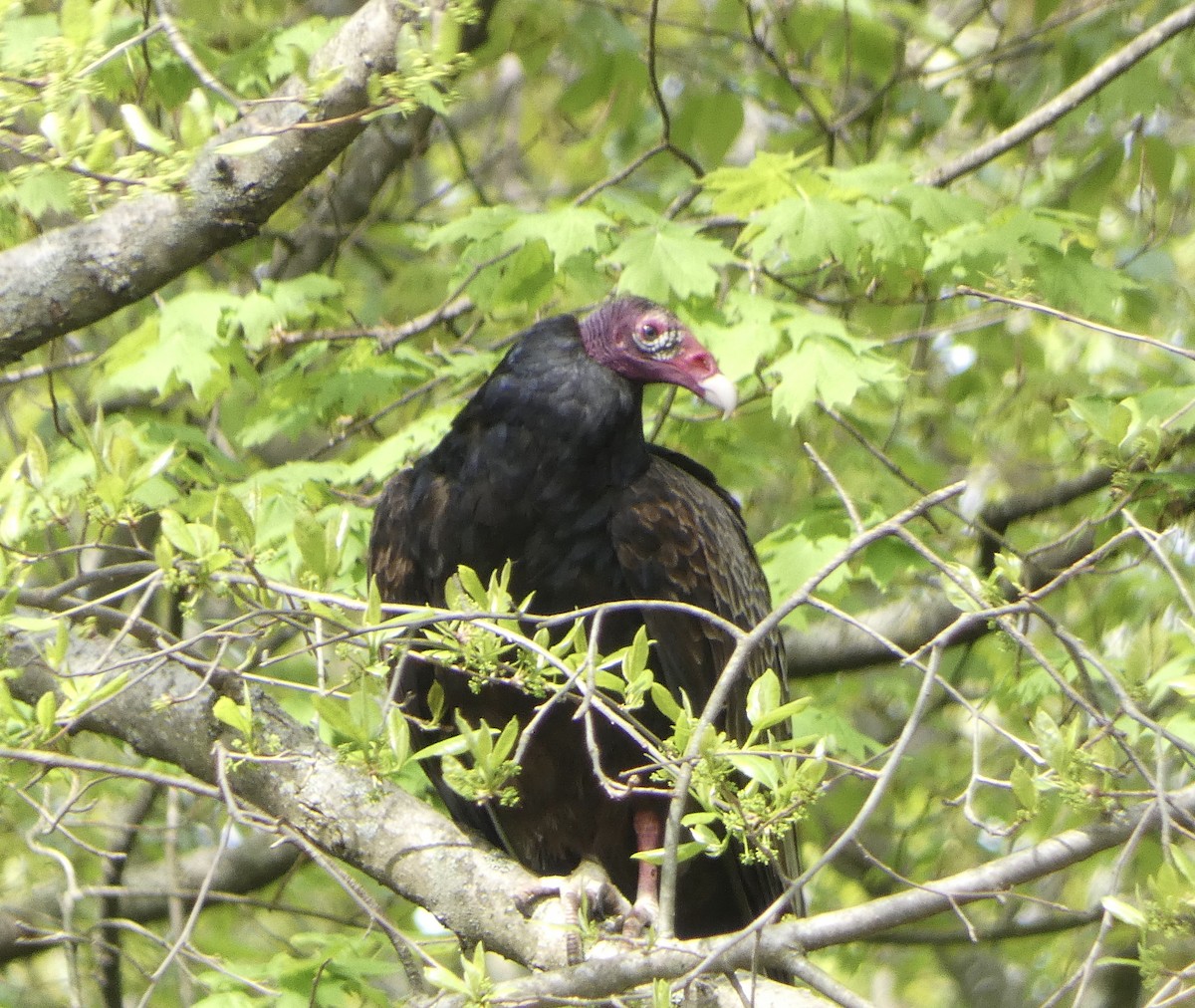 Turkey Vulture - ML618446997
