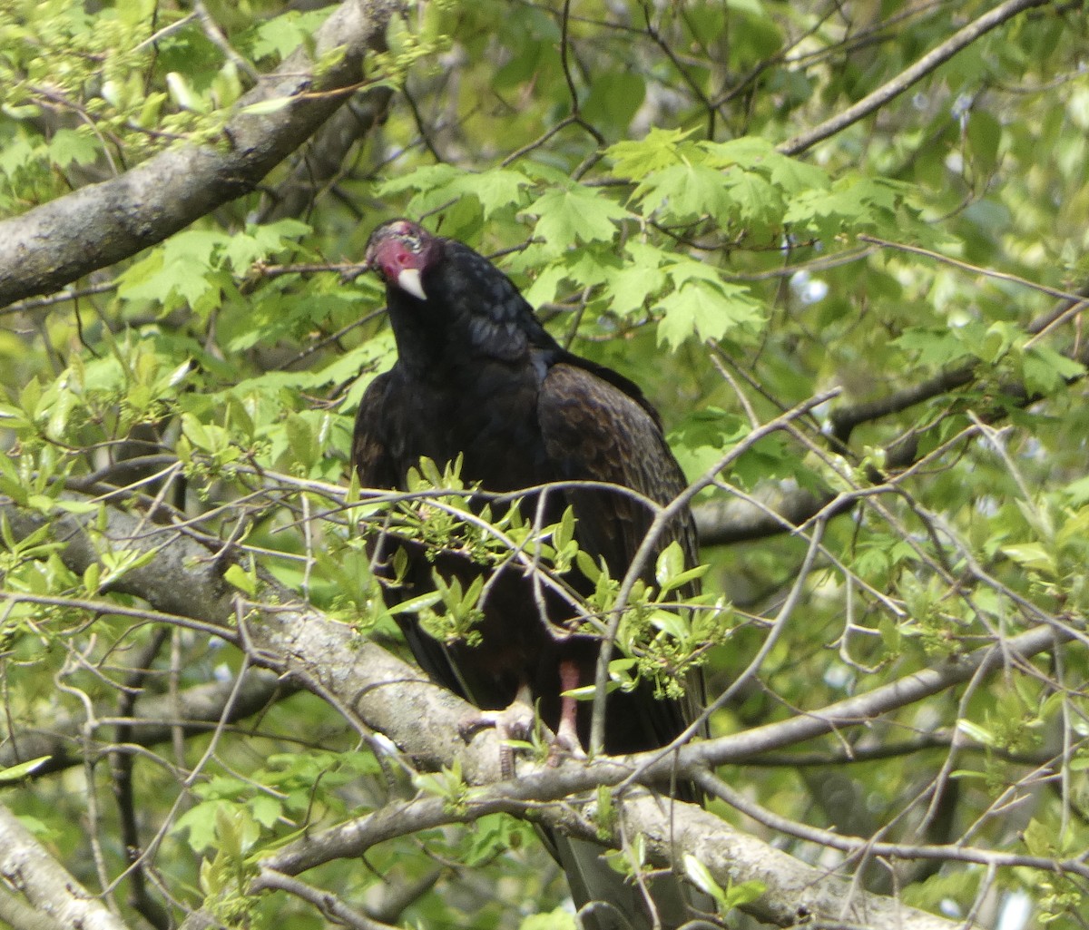 Turkey Vulture - ML618447001