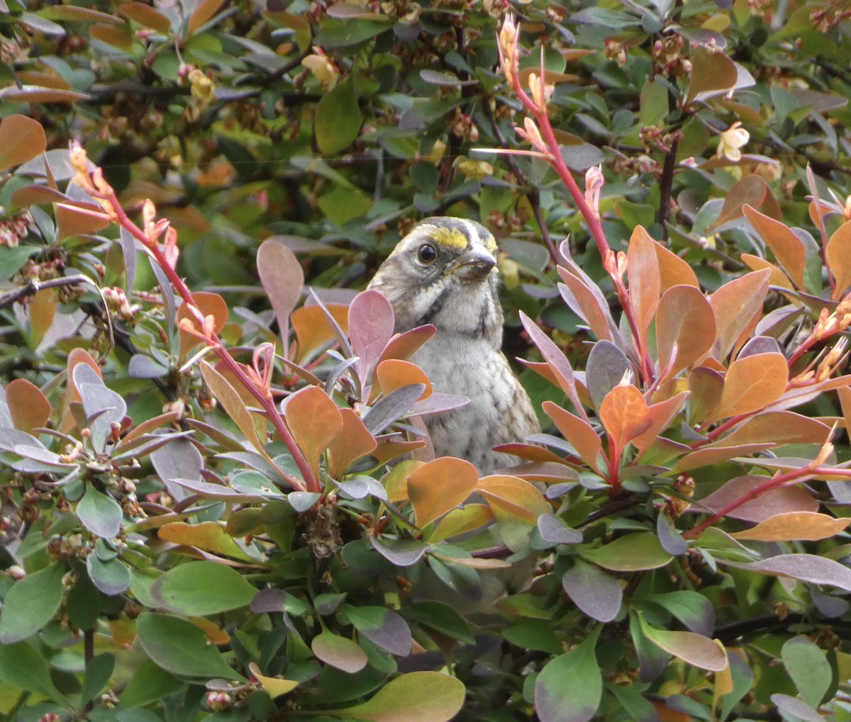 White-throated Sparrow - ML618447034