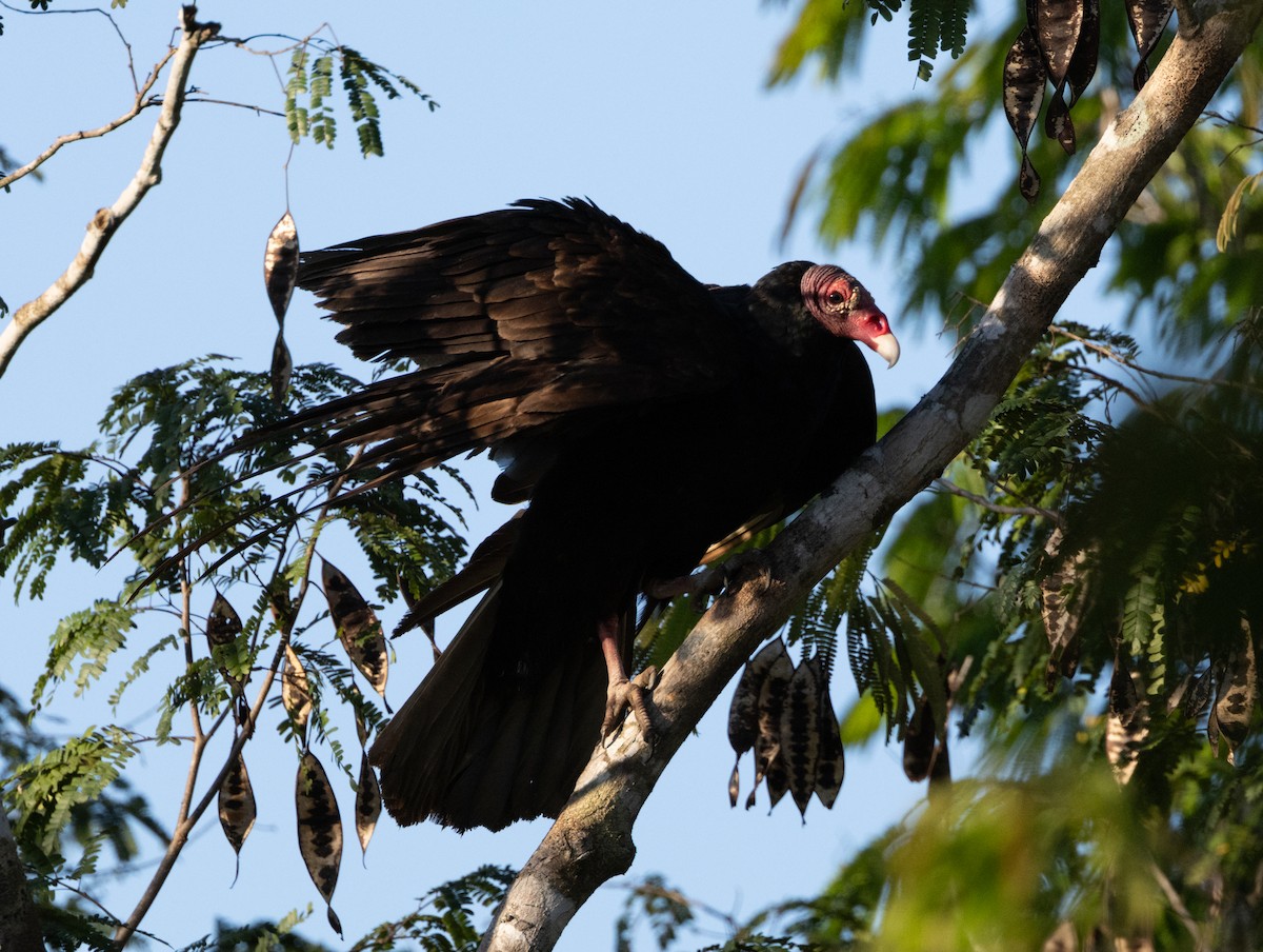 Turkey Vulture (Northern) - ML618447042