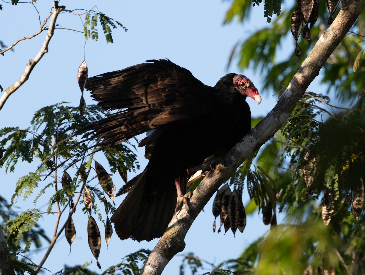Turkey Vulture (Northern) - Silvia Faustino Linhares
