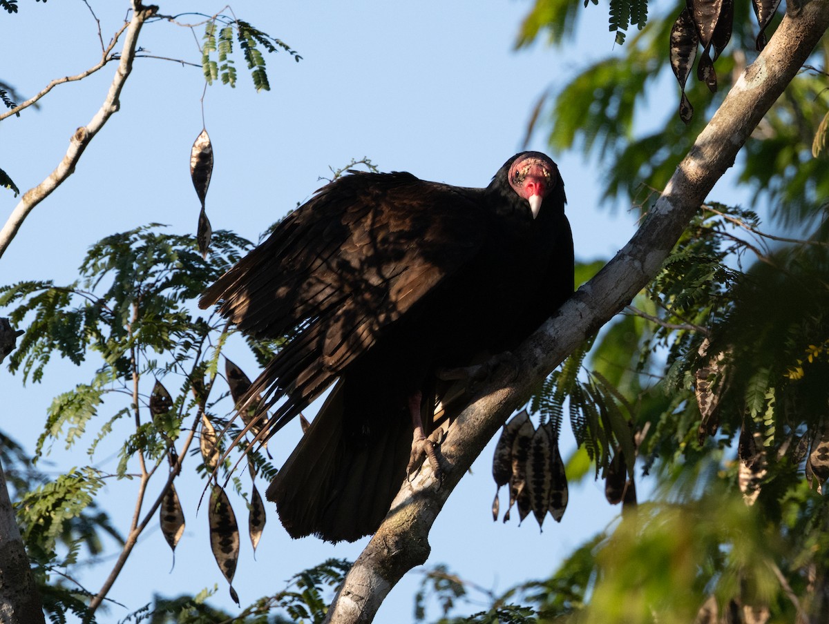 Turkey Vulture (Northern) - ML618447044