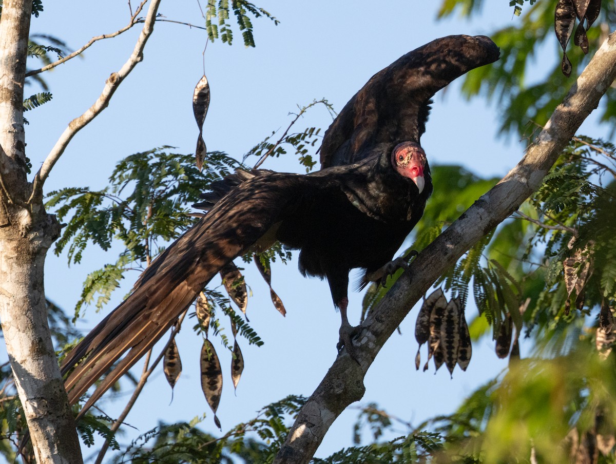 Turkey Vulture (Northern) - ML618447045