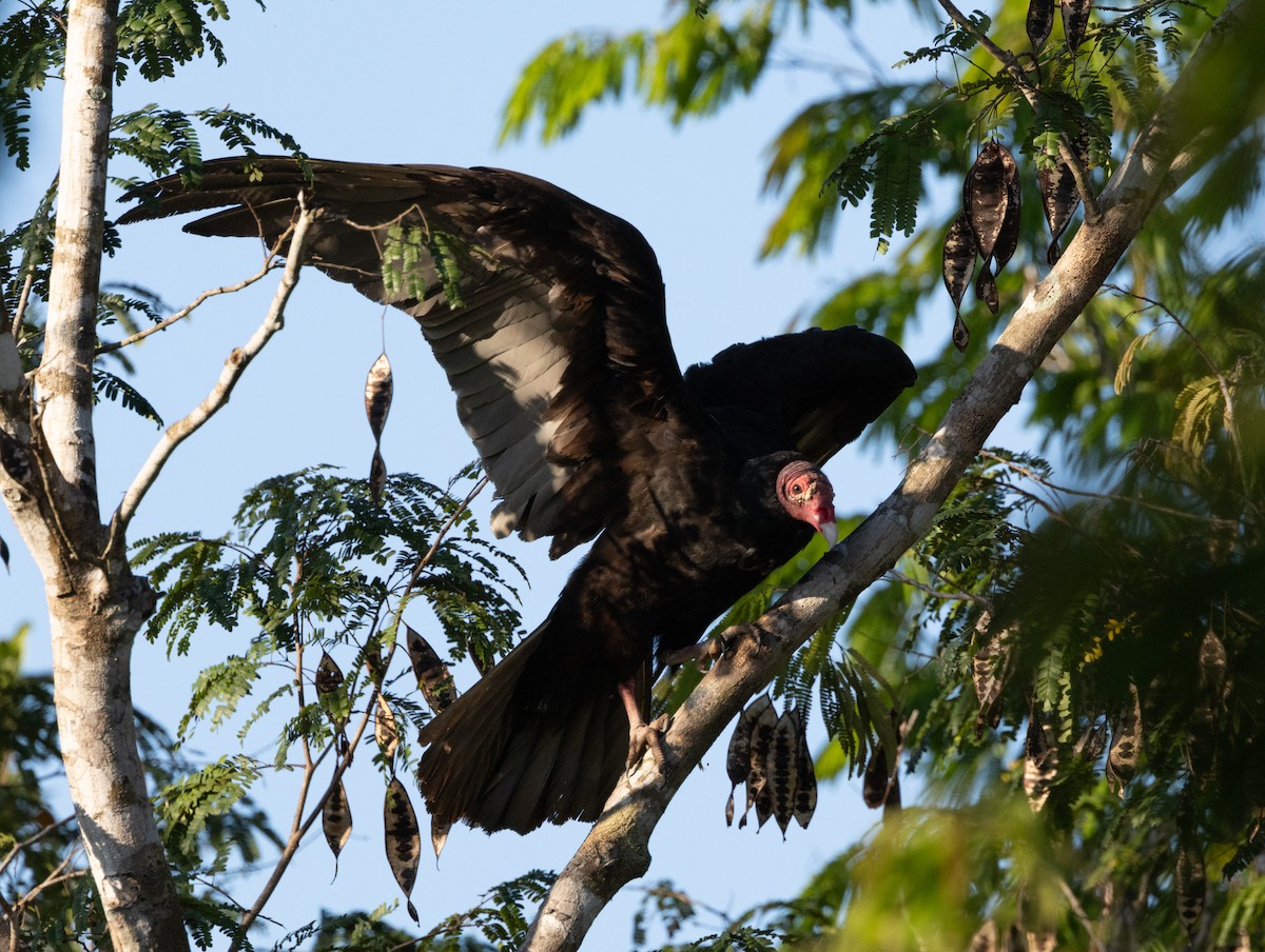 Turkey Vulture (Northern) - ML618447046