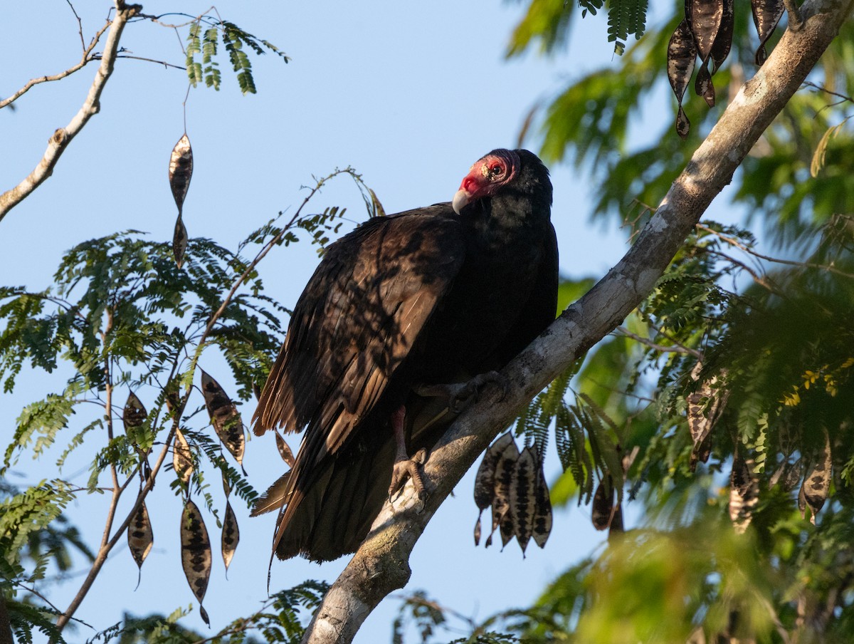 Turkey Vulture (Northern) - ML618447047