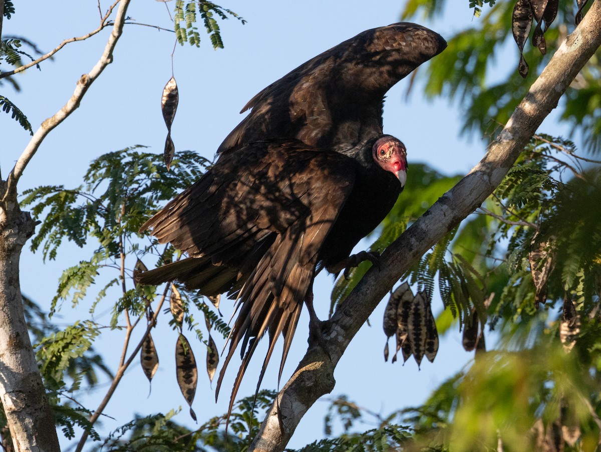 Turkey Vulture (Northern) - ML618447048