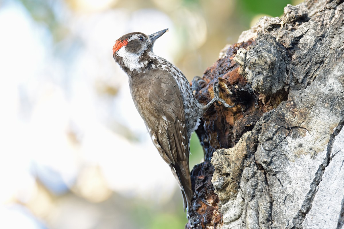 Arizona Woodpecker - ML618447061
