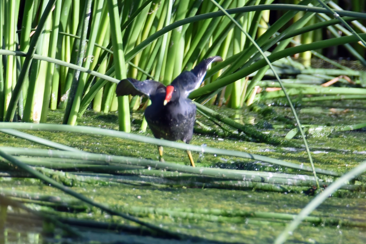 American Coot (Red-shielded) - ML618447105