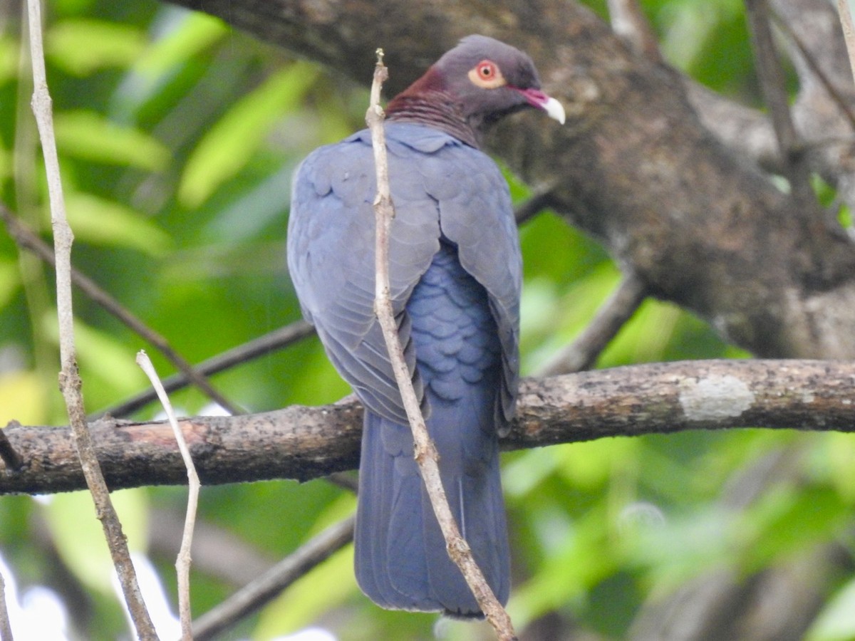 Scaly-naped Pigeon - ML618447111