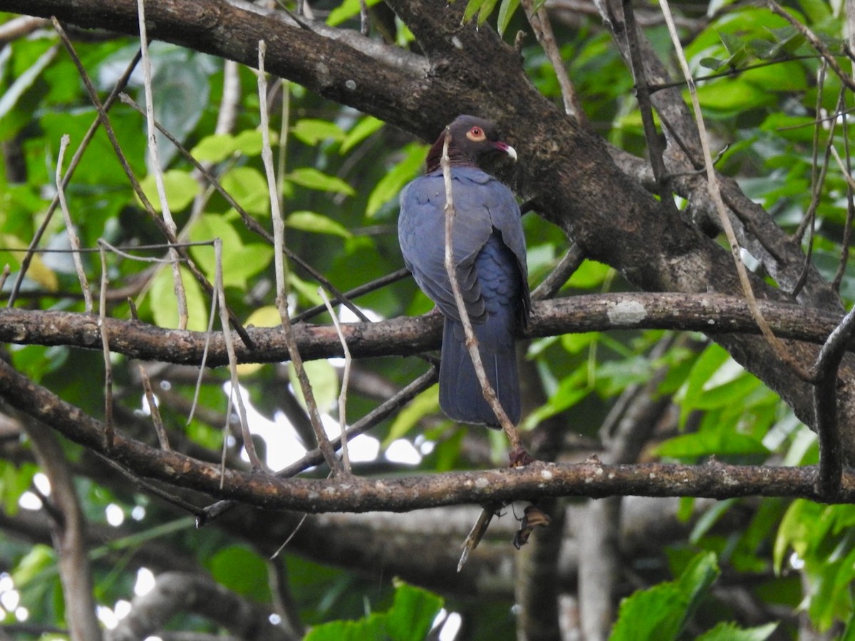 Scaly-naped Pigeon - ML618447112