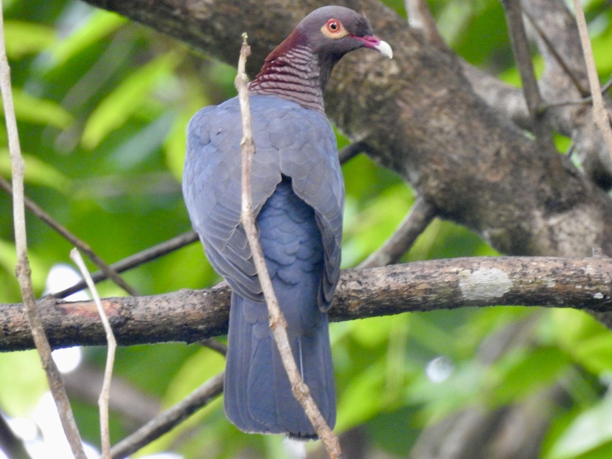 Scaly-naped Pigeon - ML618447113