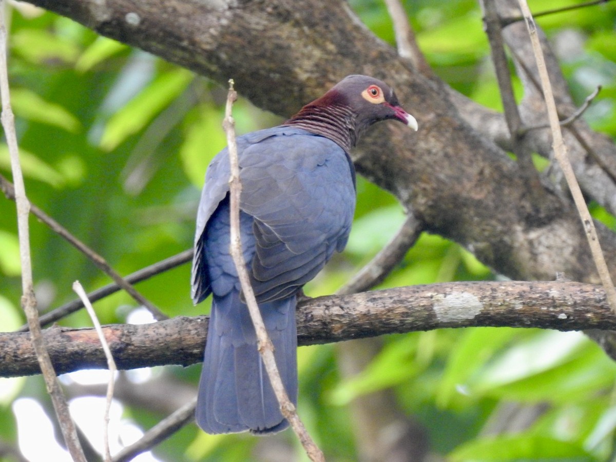 Scaly-naped Pigeon - ML618447114