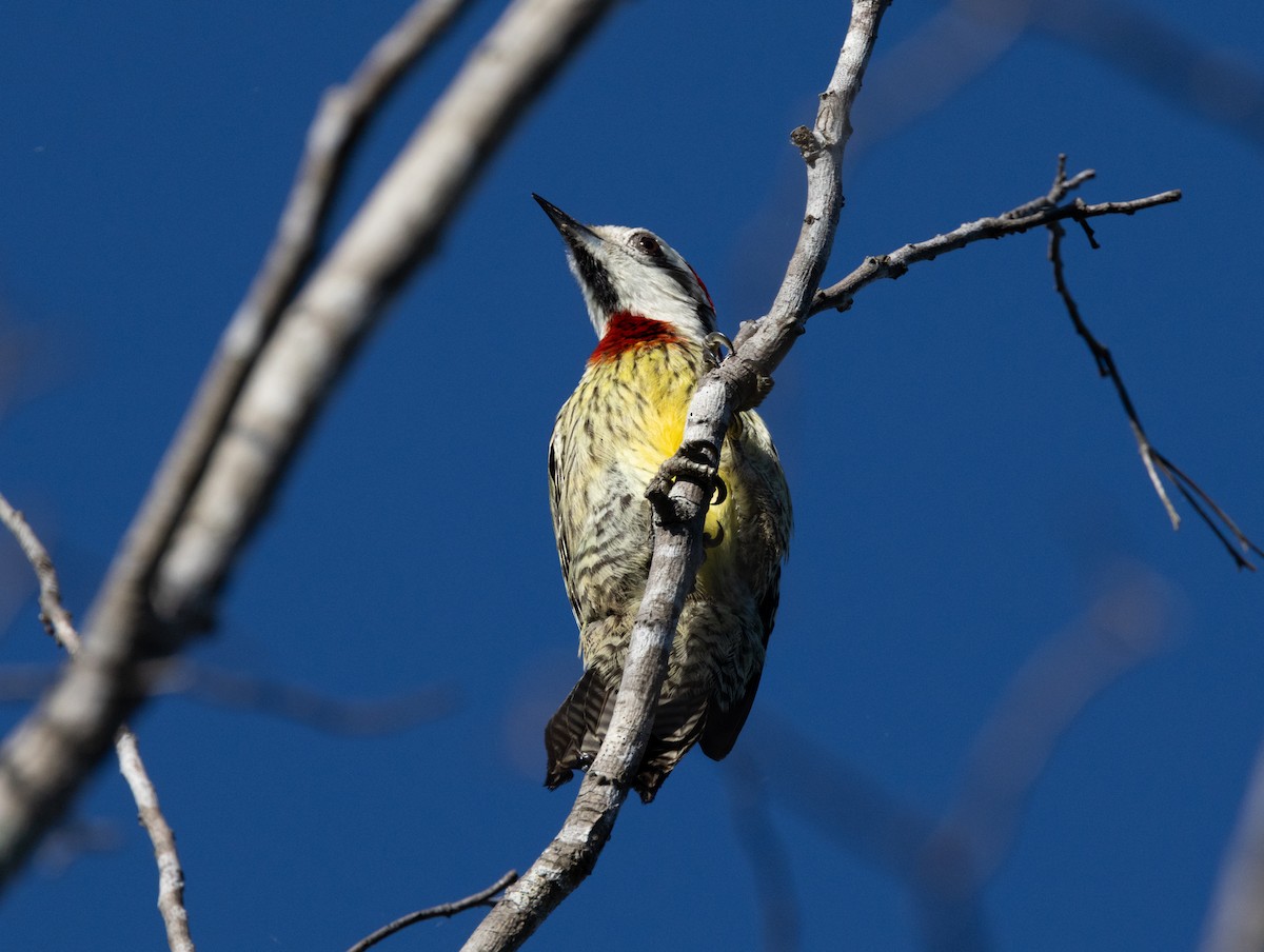 Cuban Green Woodpecker - ML618447122