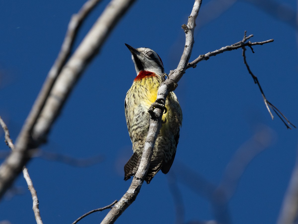 Cuban Green Woodpecker - ML618447123
