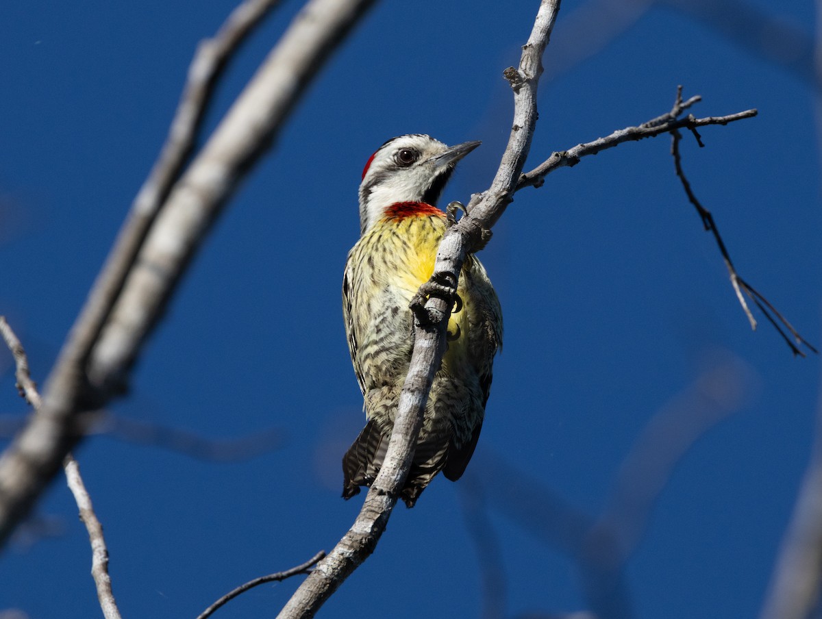 Cuban Green Woodpecker - ML618447124