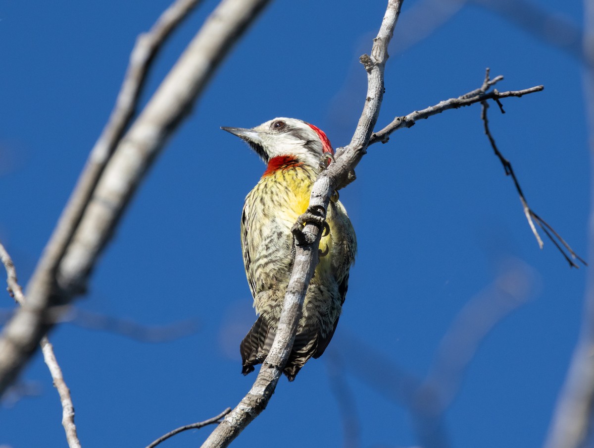 Cuban Green Woodpecker - ML618447125