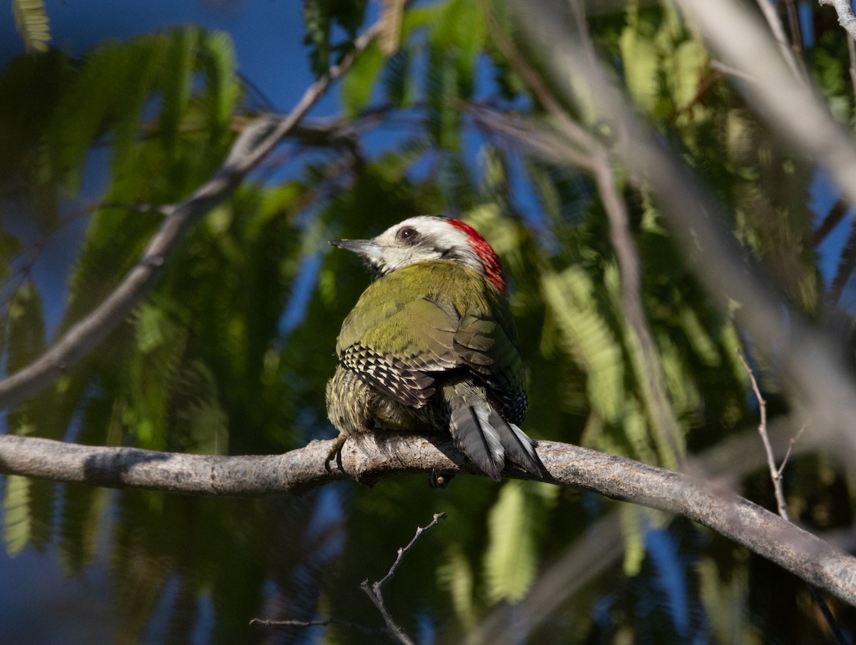 Cuban Green Woodpecker - ML618447126