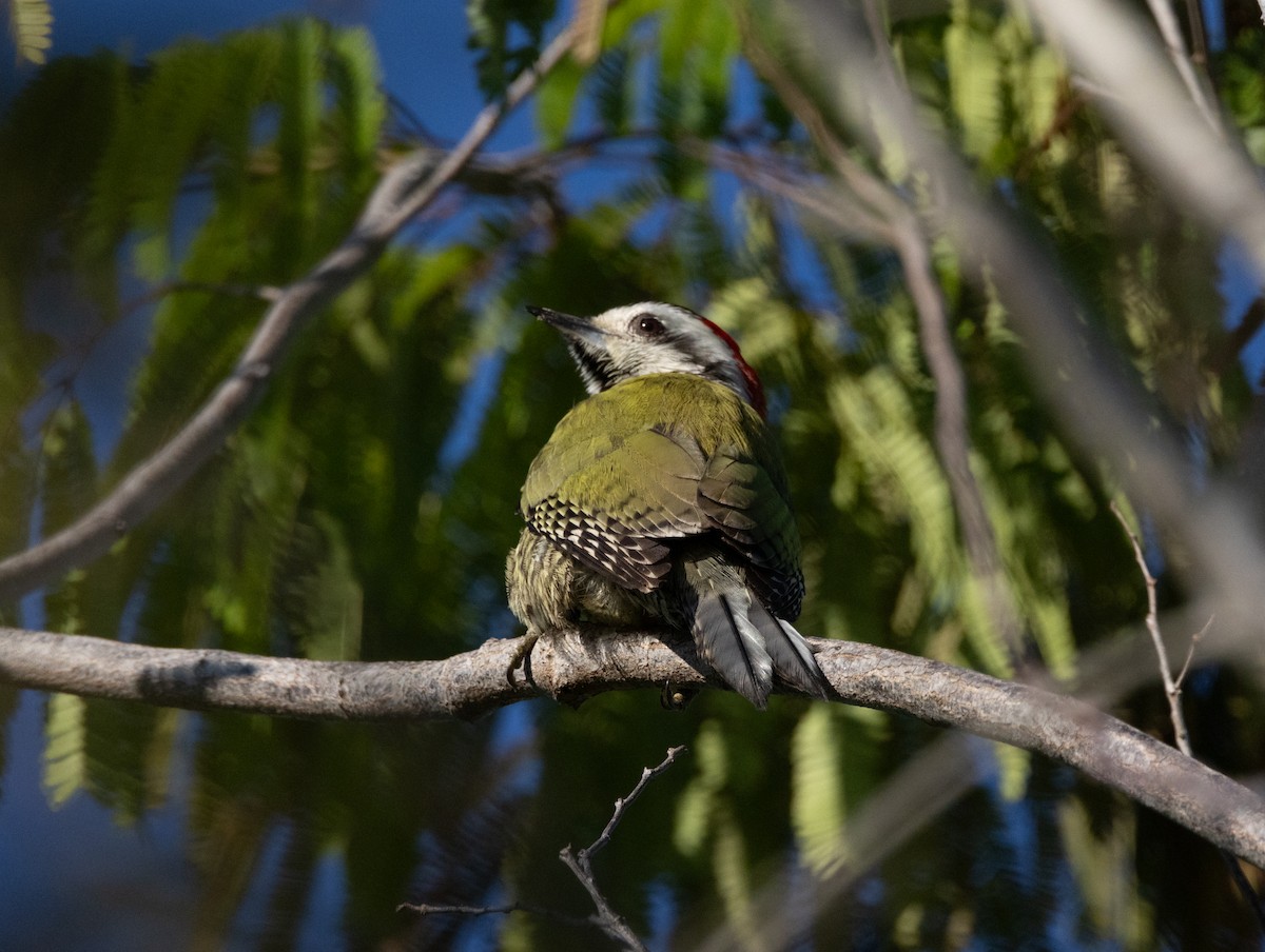 Cuban Green Woodpecker - ML618447127