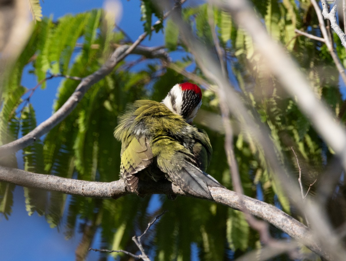 Cuban Green Woodpecker - ML618447128