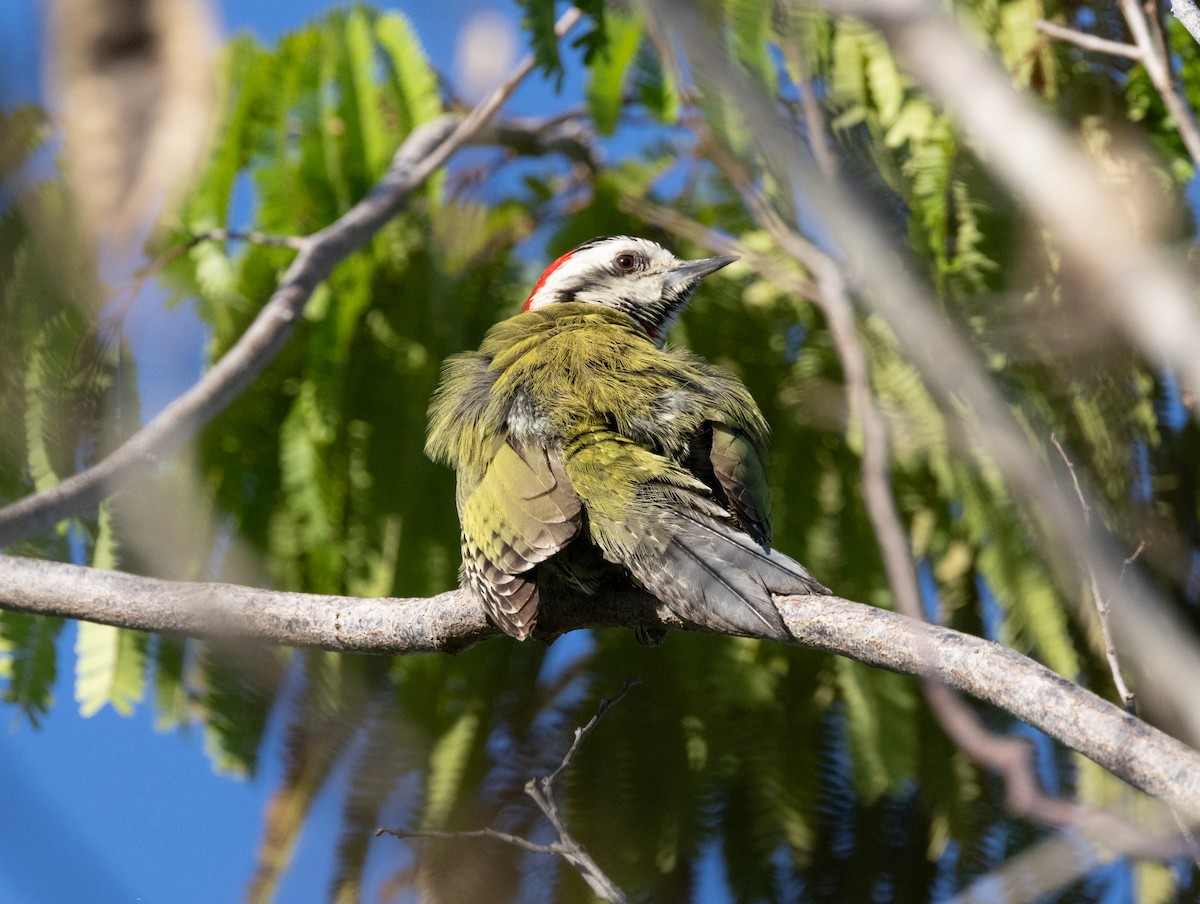 Cuban Green Woodpecker - ML618447129