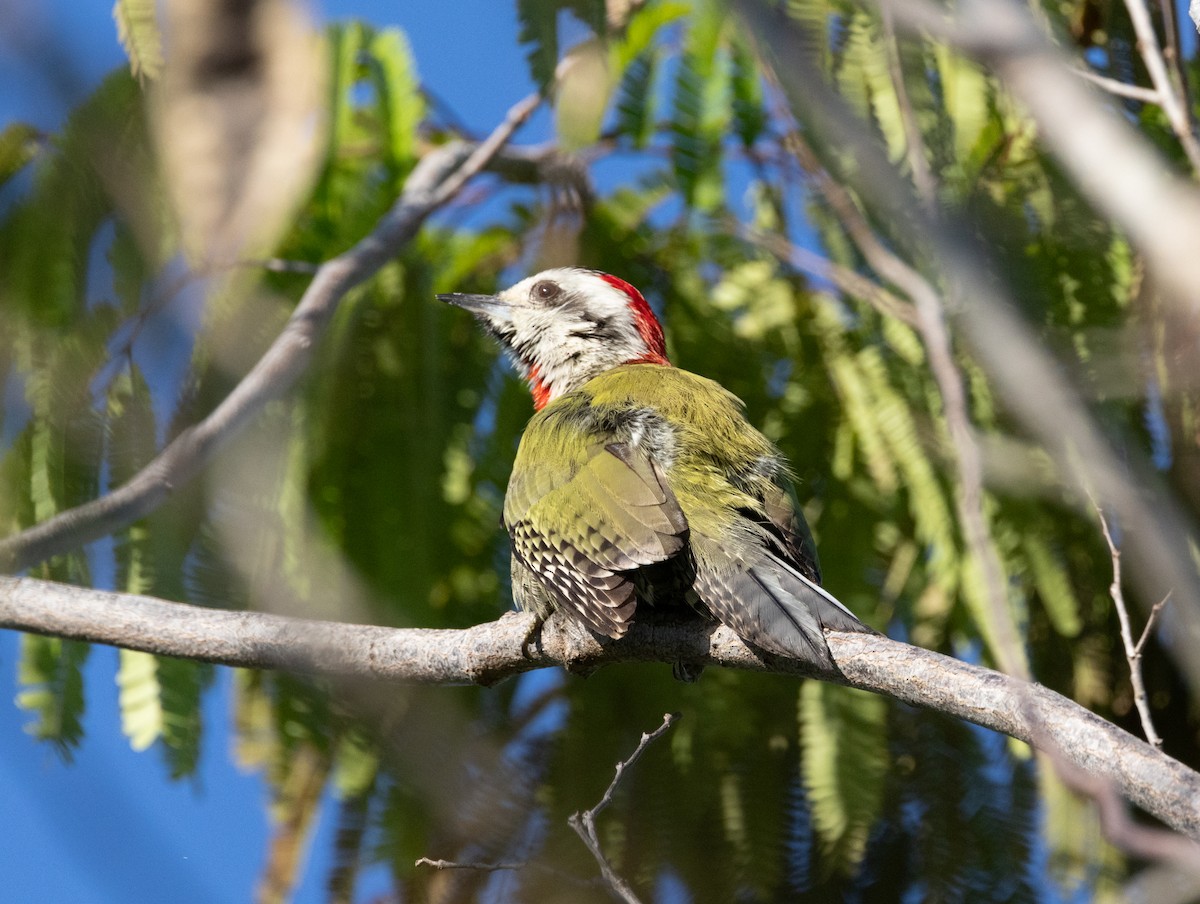 Cuban Green Woodpecker - ML618447130