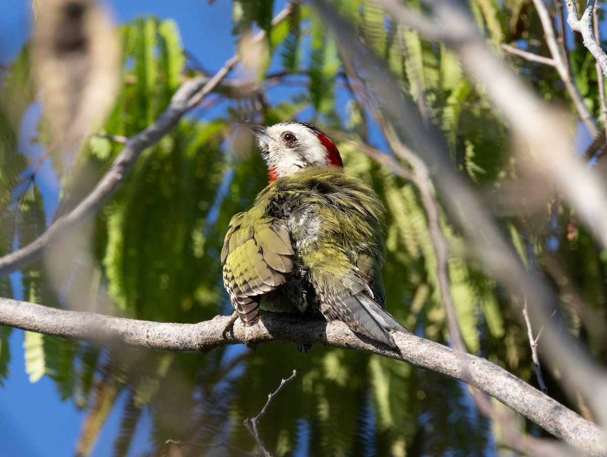 Cuban Green Woodpecker - Silvia Faustino Linhares