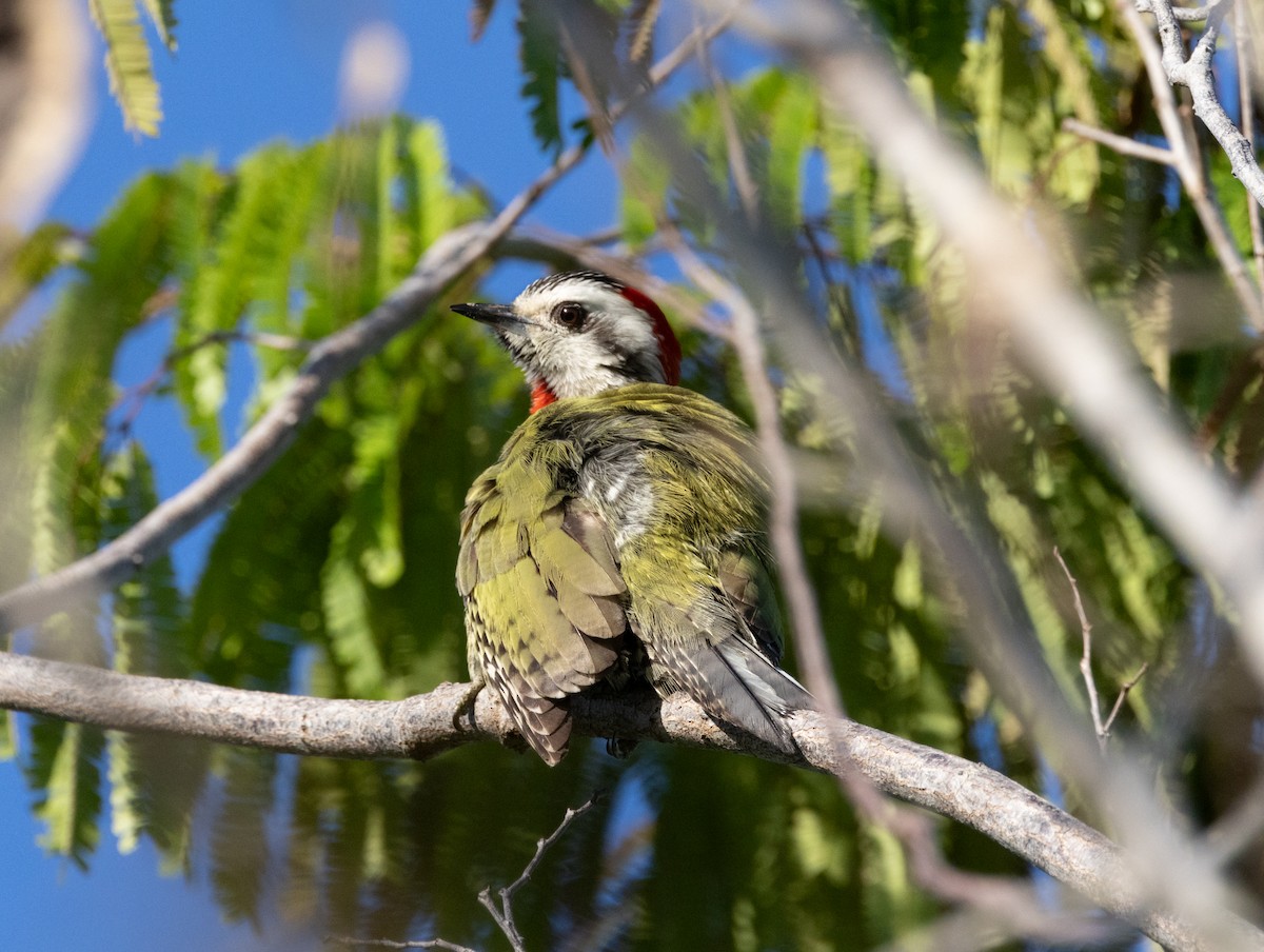 Cuban Green Woodpecker - ML618447132